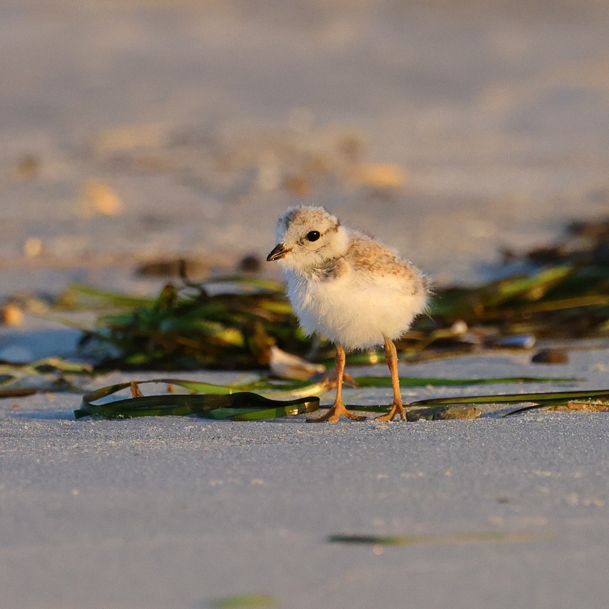 Piping Plover - ML620901905