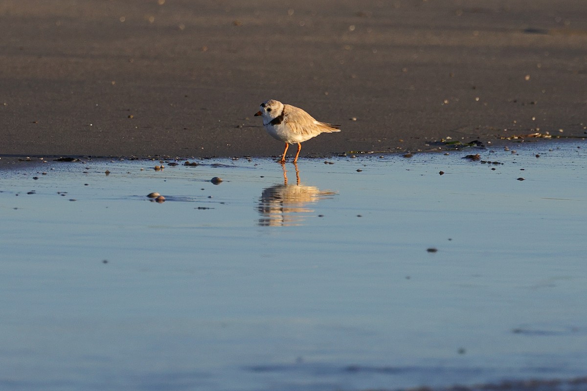 Piping Plover - Andrew Mackie