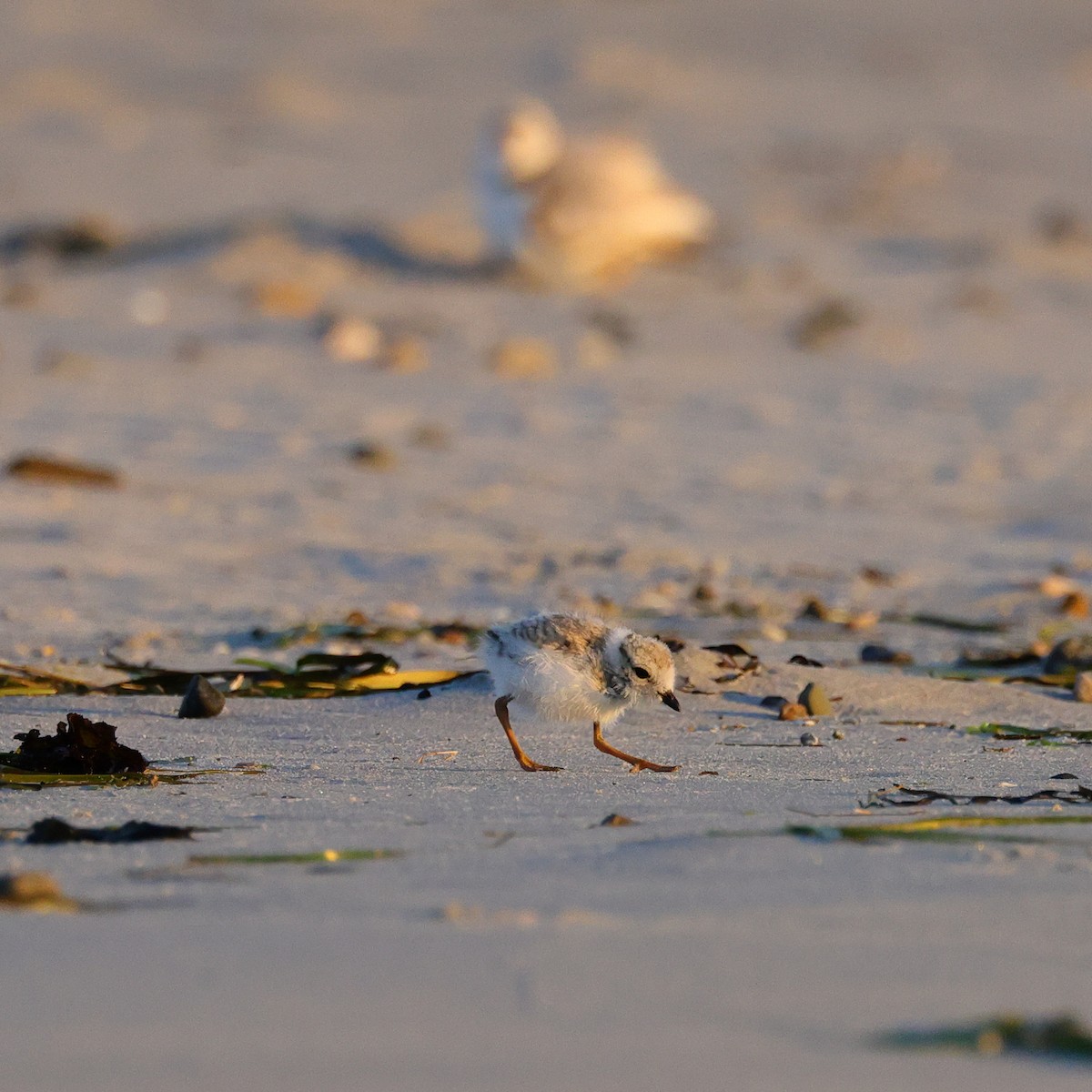 Piping Plover - ML620901907