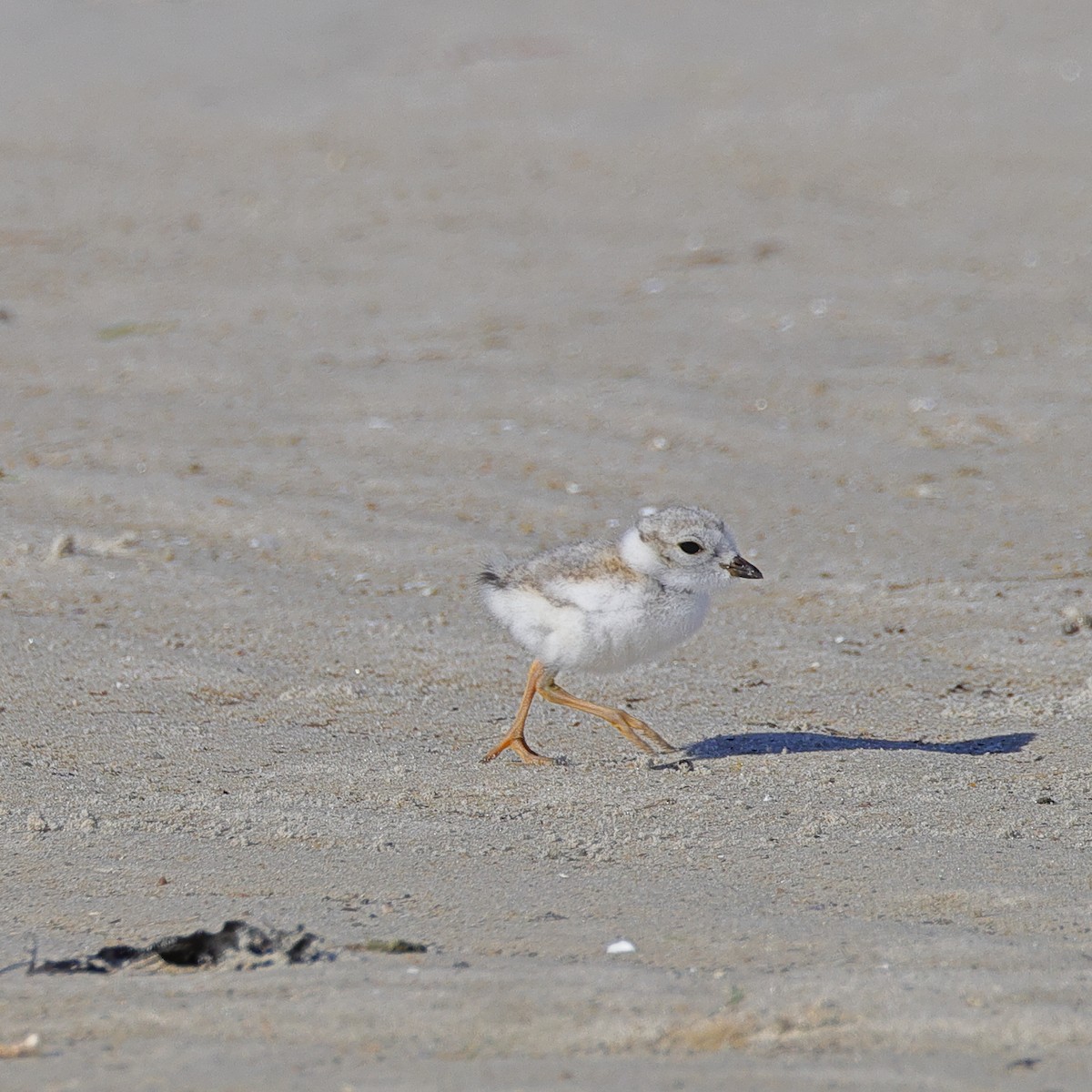 Piping Plover - Andrew Mackie