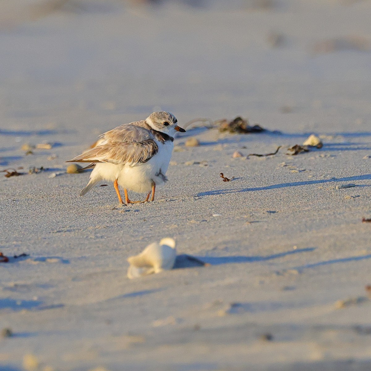 Piping Plover - ML620901909