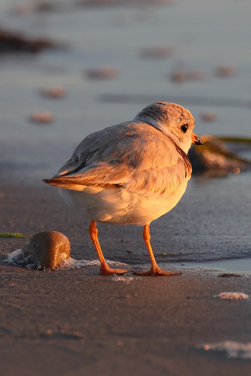 Piping Plover - ML620901910