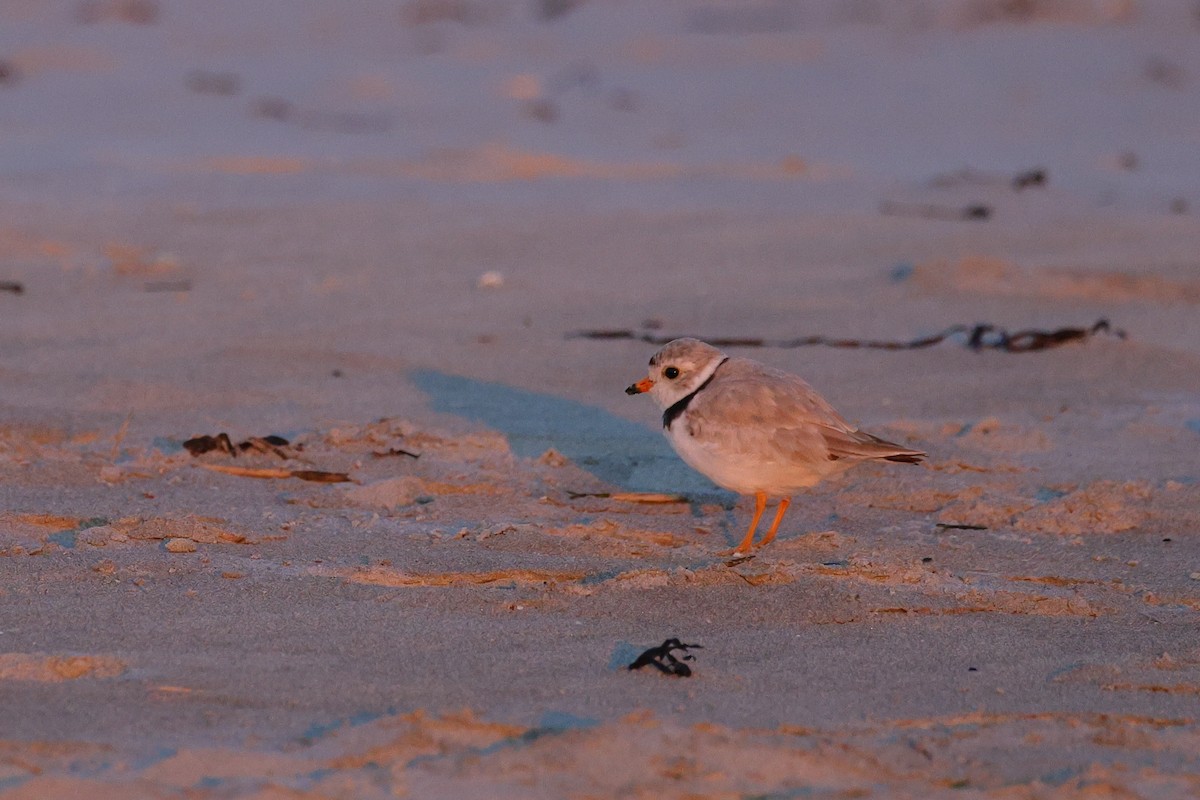 Piping Plover - ML620901911