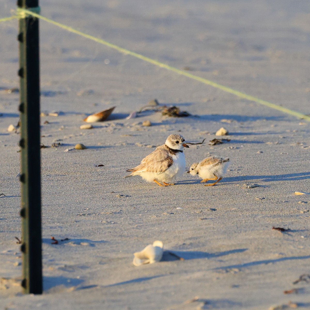 Piping Plover - ML620901912
