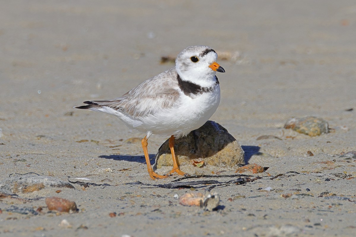 Piping Plover - ML620901913