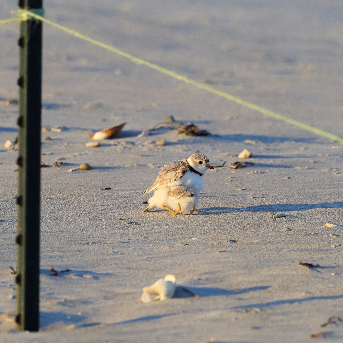 Piping Plover - ML620901914
