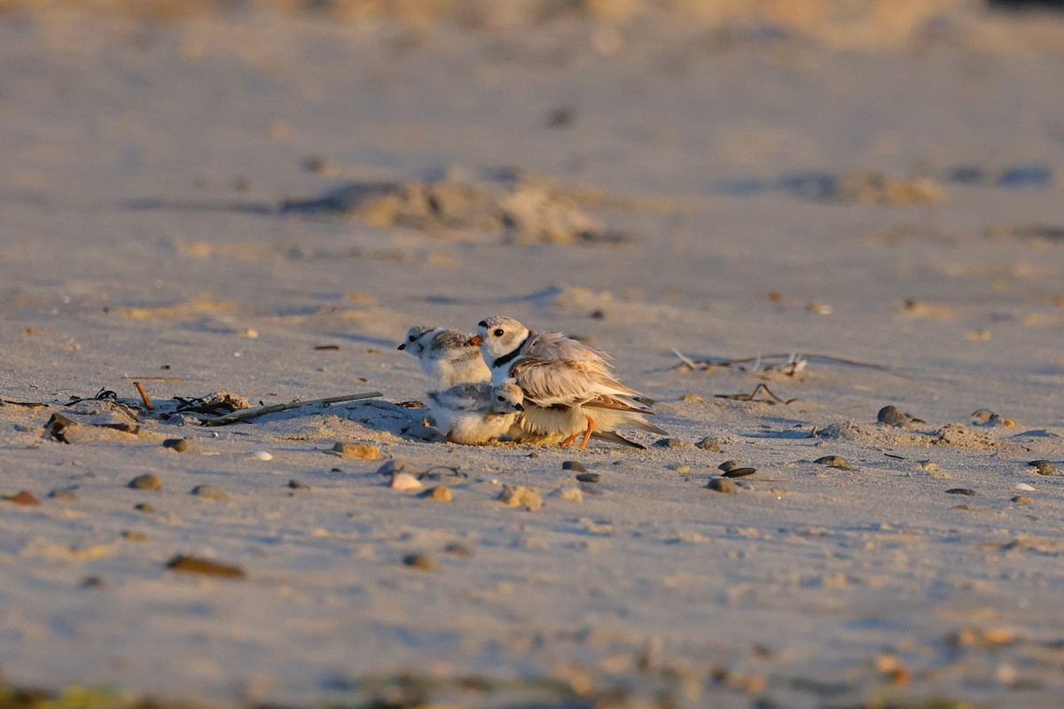 Piping Plover - ML620901915