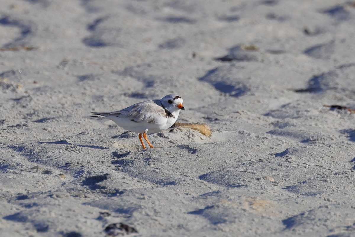 Piping Plover - ML620901916