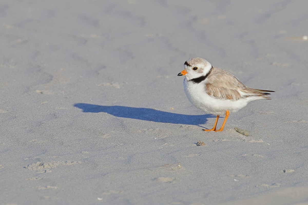 Piping Plover - ML620901918