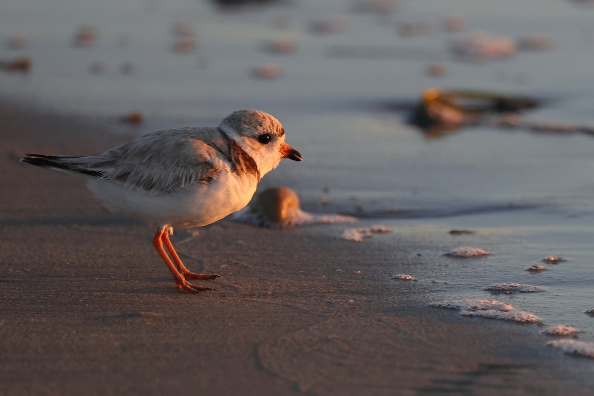 Piping Plover - ML620901919