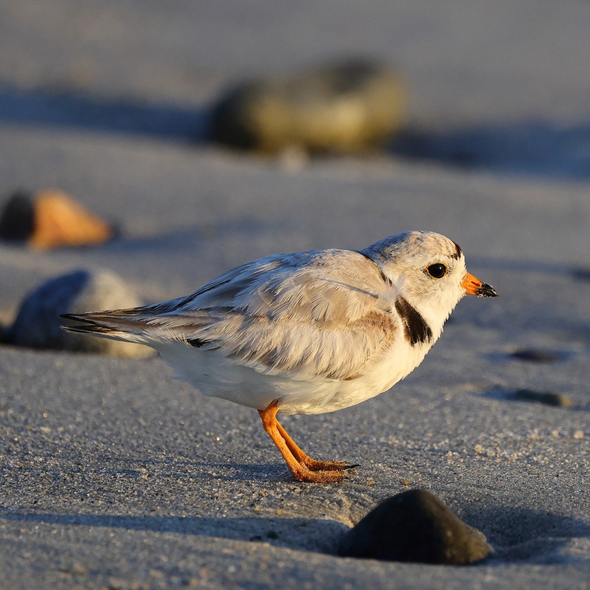 Piping Plover - ML620901920