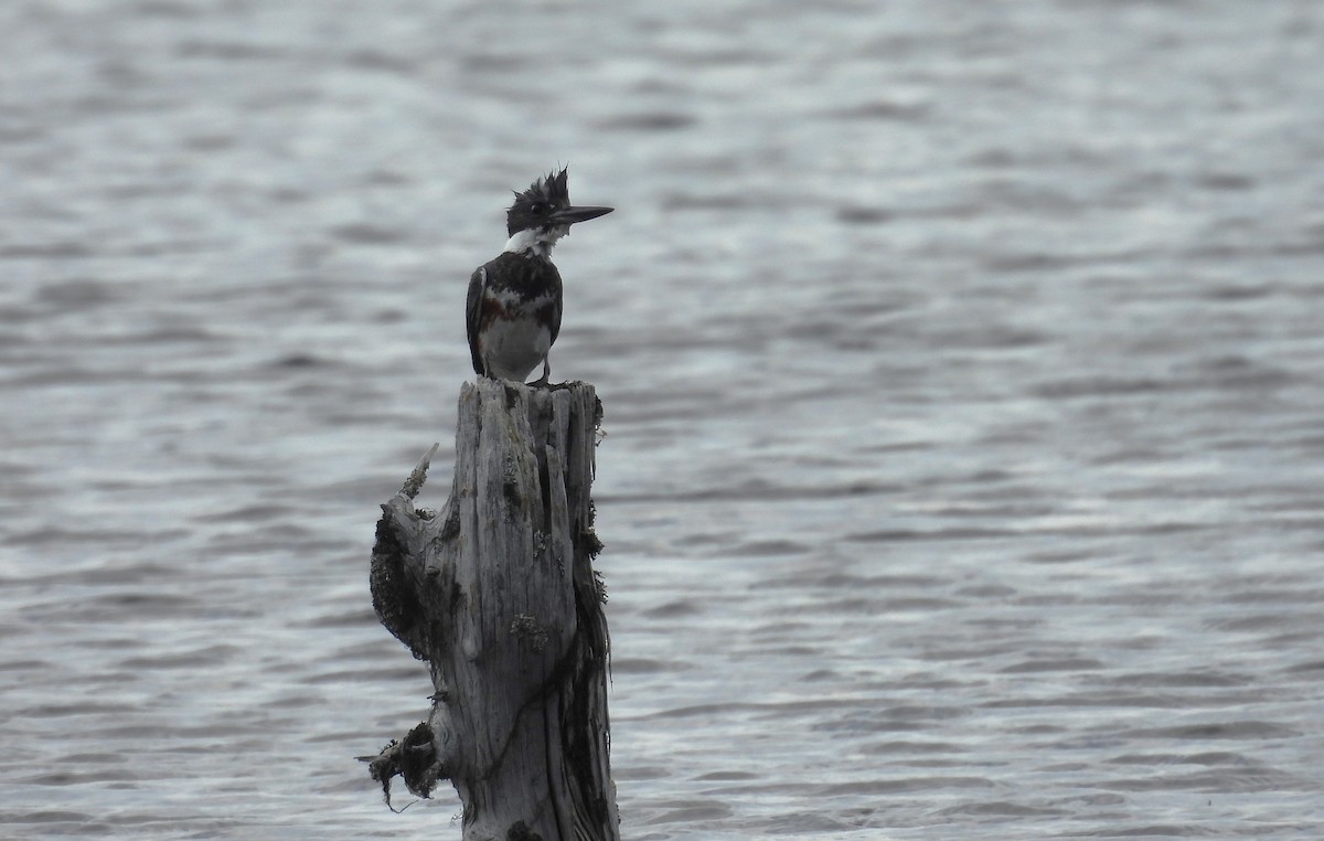 Belted Kingfisher - ML620901930