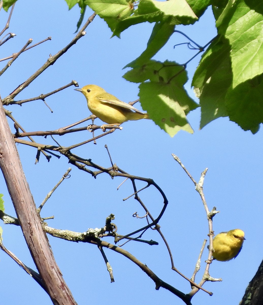 Blauflügel-Waldsänger - ML620901967