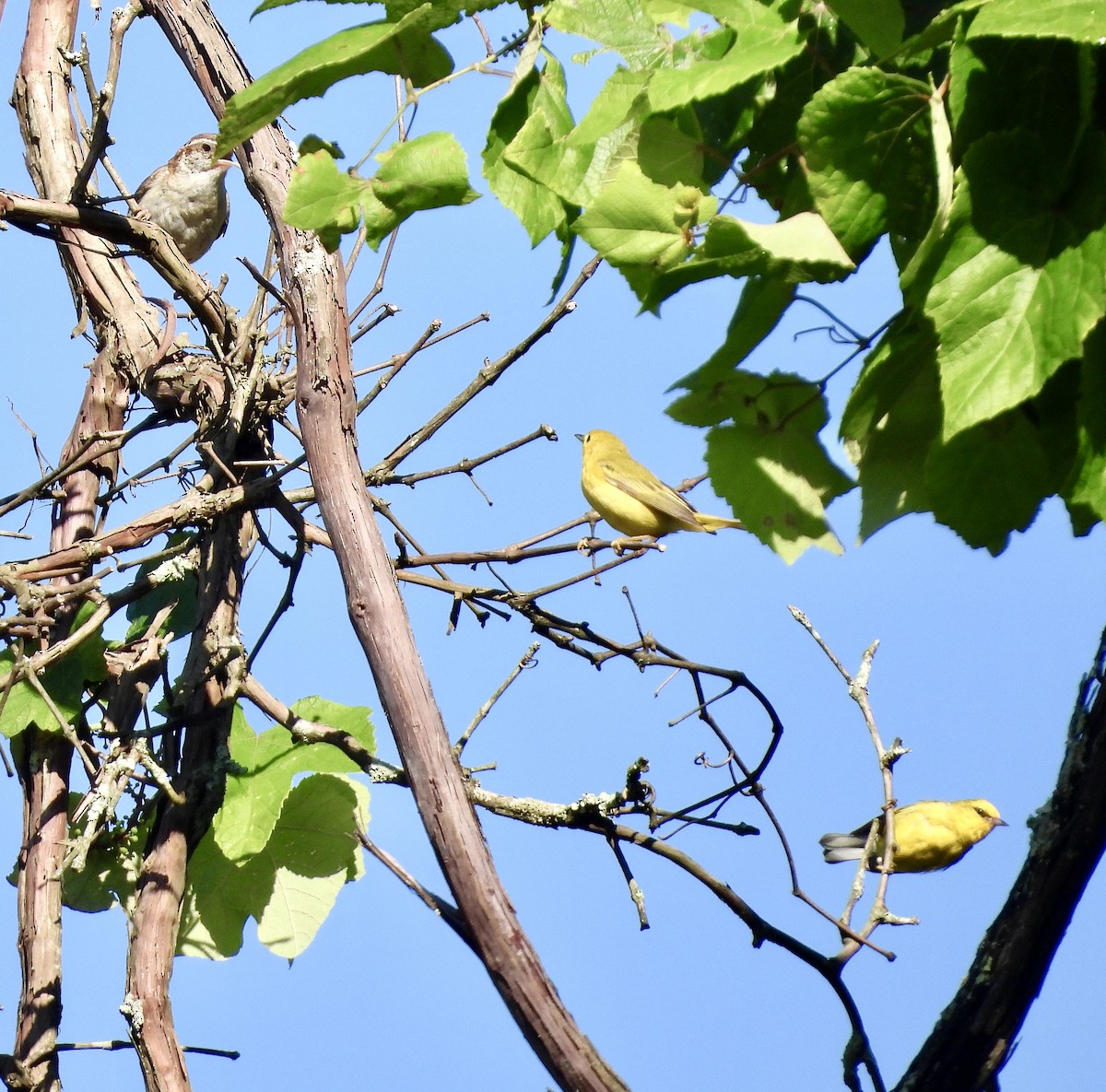 Blue-winged Warbler - ML620901968