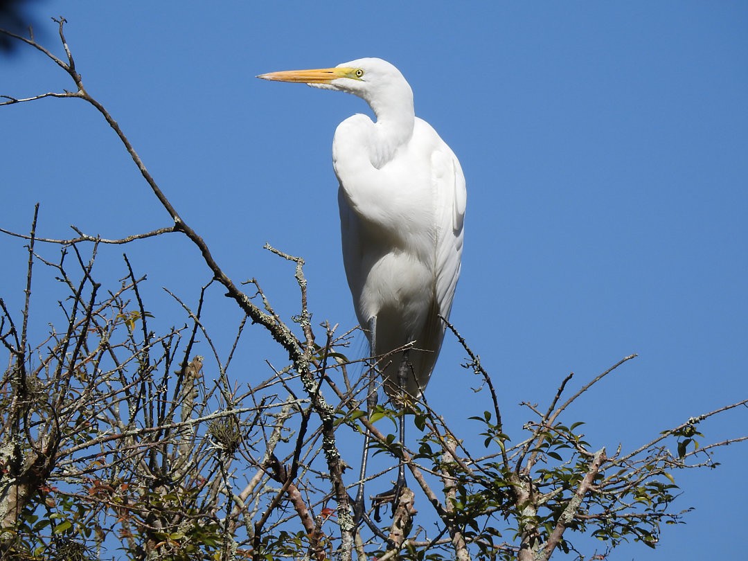 Great Egret - ML620901970