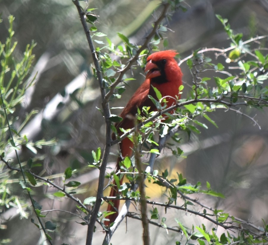 Northern Cardinal - ML620901982