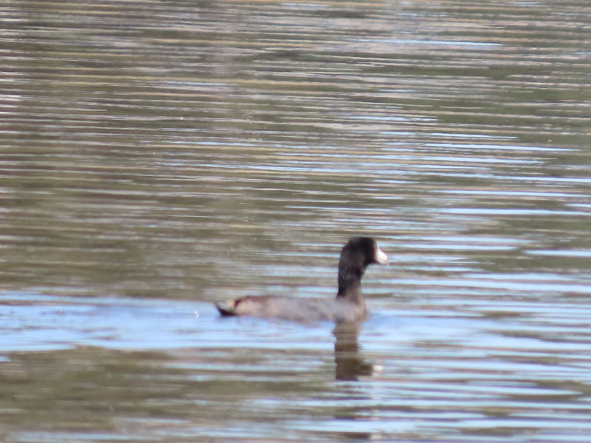 American Coot - ML620901992