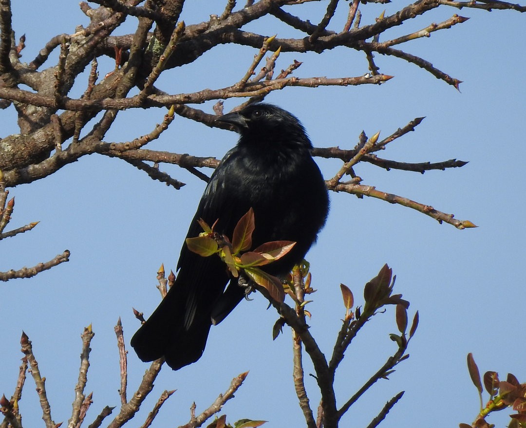 Chopi Blackbird - ML620901993