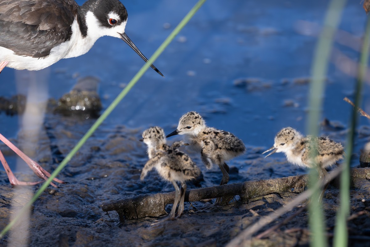 Black-necked Stilt - ML620901999