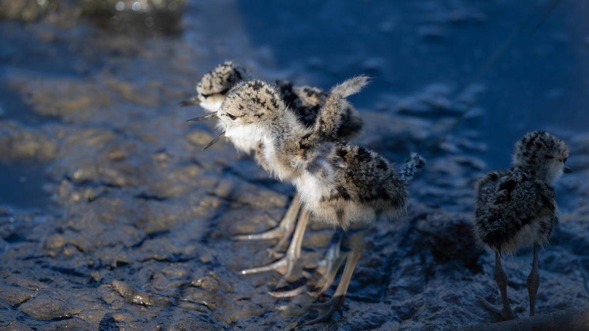 Black-necked Stilt - ML620902000