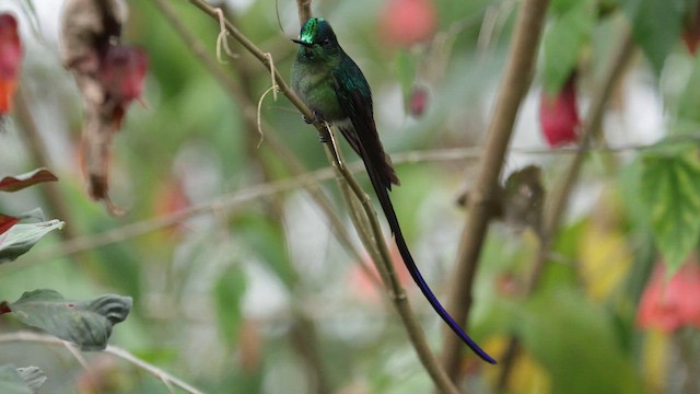 Long-tailed Sylph - ML620902007