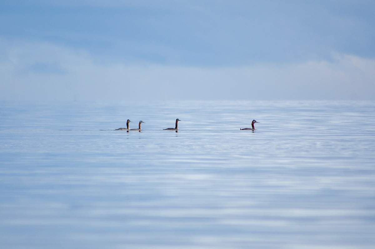 Great Grebe - ML620902010