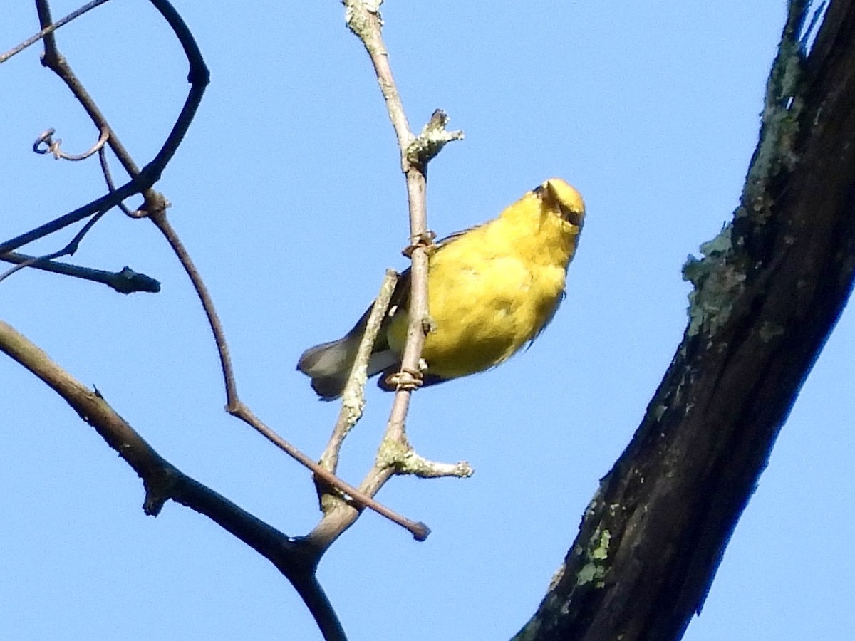 Blue-winged Warbler - ML620902014