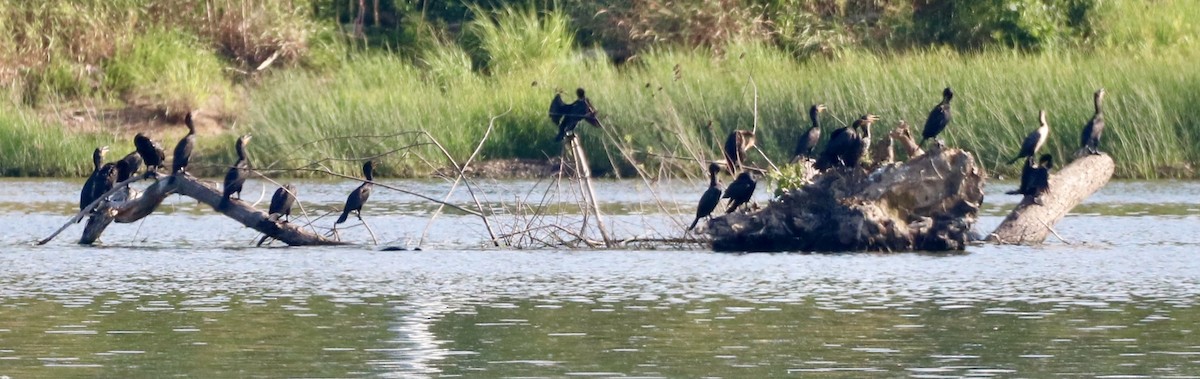 Cormorán Orejudo - ML620902015