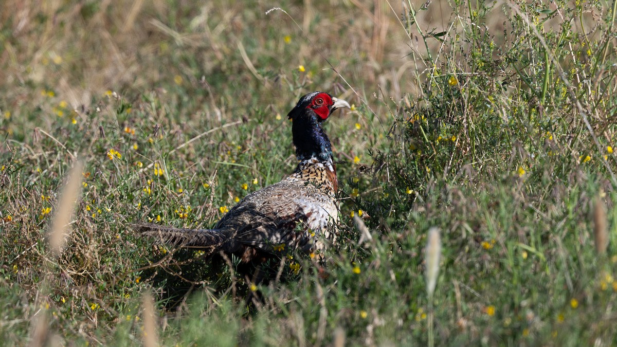 Ring-necked Pheasant - ML620902019