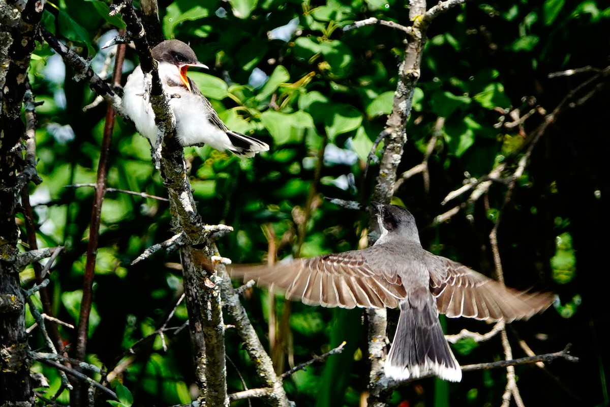 Eastern Kingbird - ML620902028