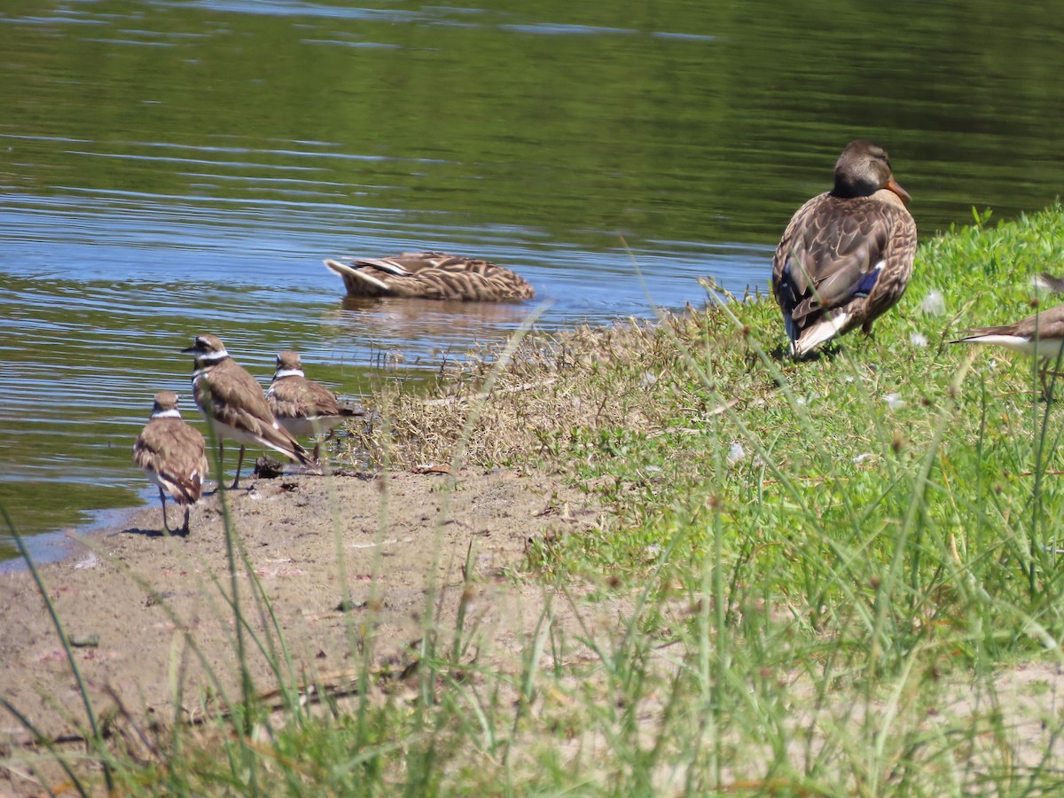 Killdeer - ML620902044