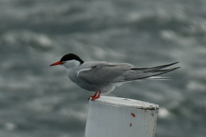 Common Tern - ML620902063