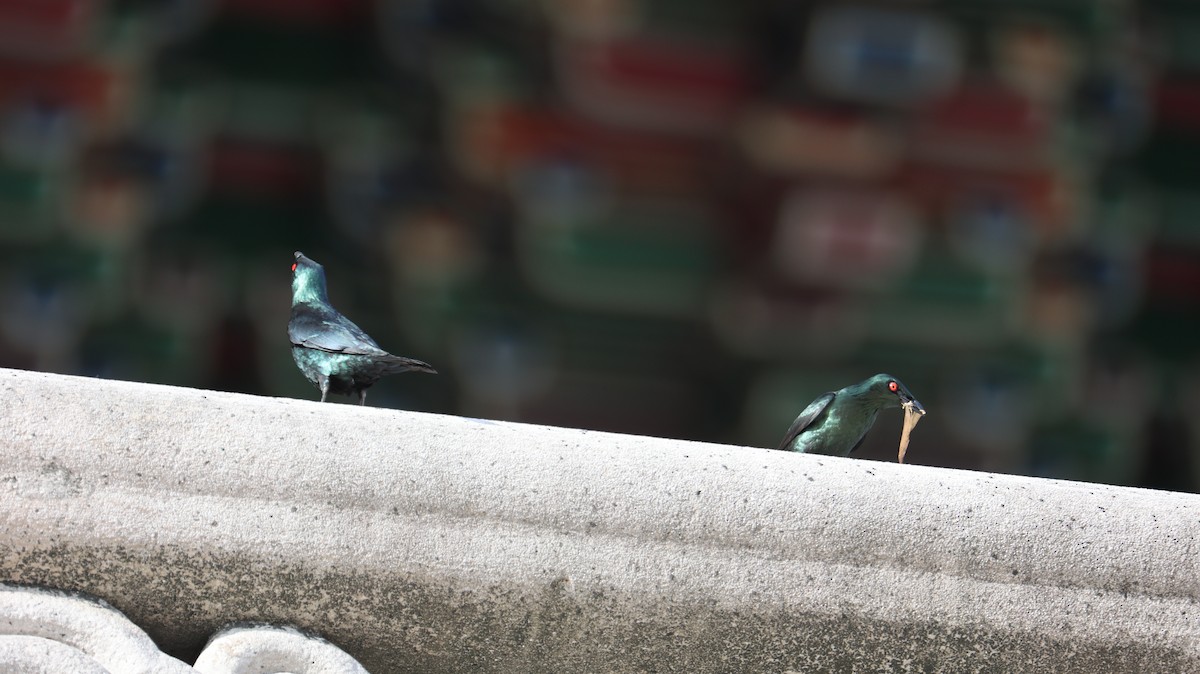 Asian Glossy Starling - ML620902071