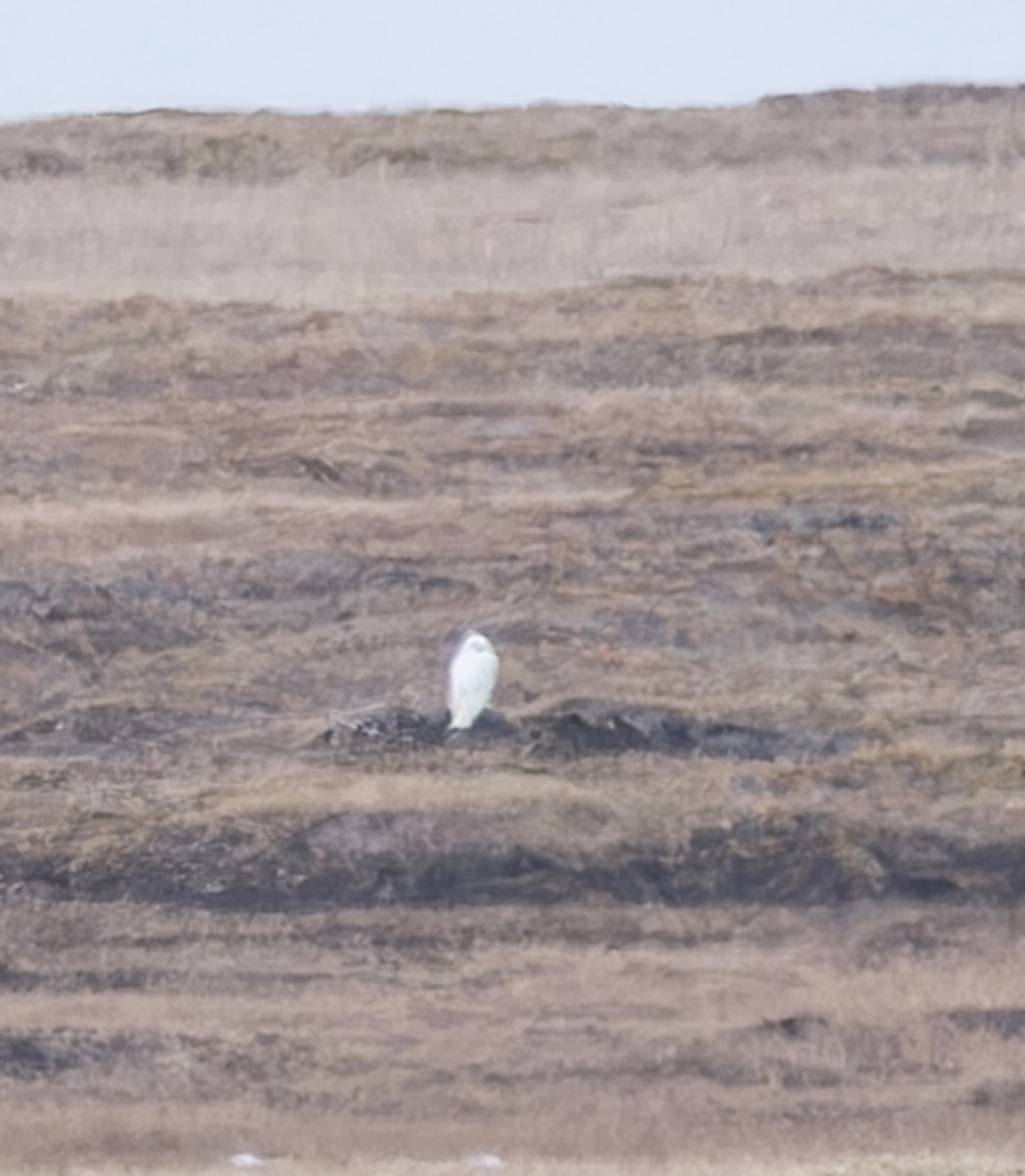 Snowy Owl - ML620902088