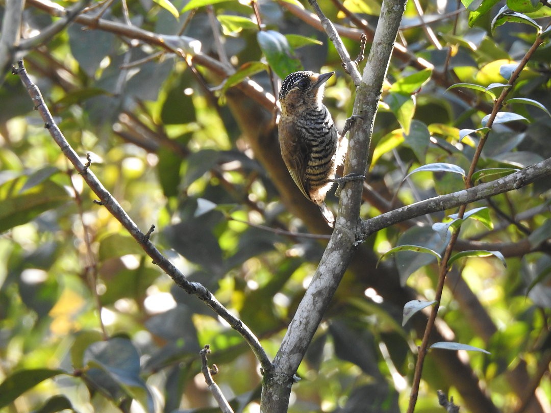 White-barred Piculet - ML620902098