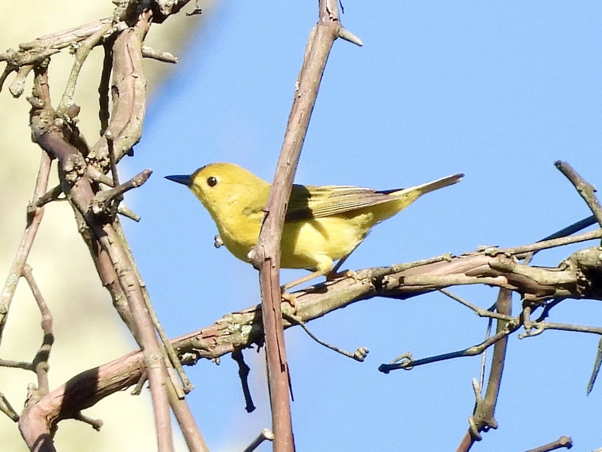 Yellow Warbler - ML620902099