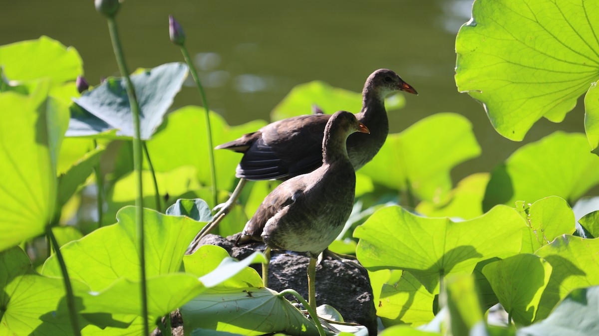 White-breasted Waterhen - ML620902105