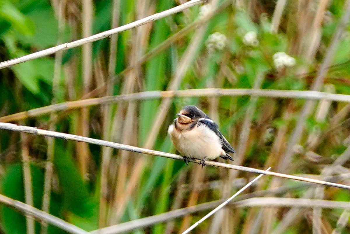 Barn Swallow - ML620902106