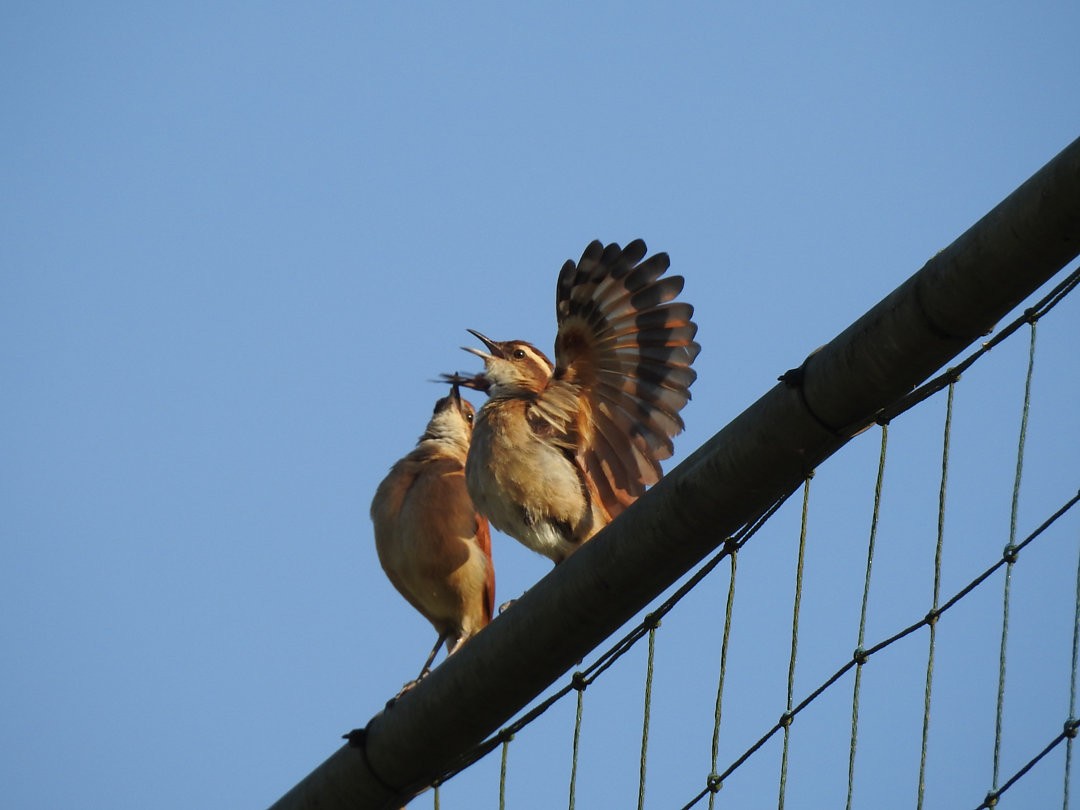 Wing-banded Hornero - ML620902107