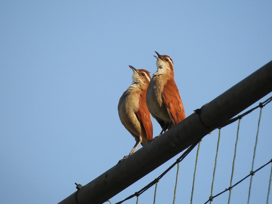 Wing-banded Hornero - ML620902108