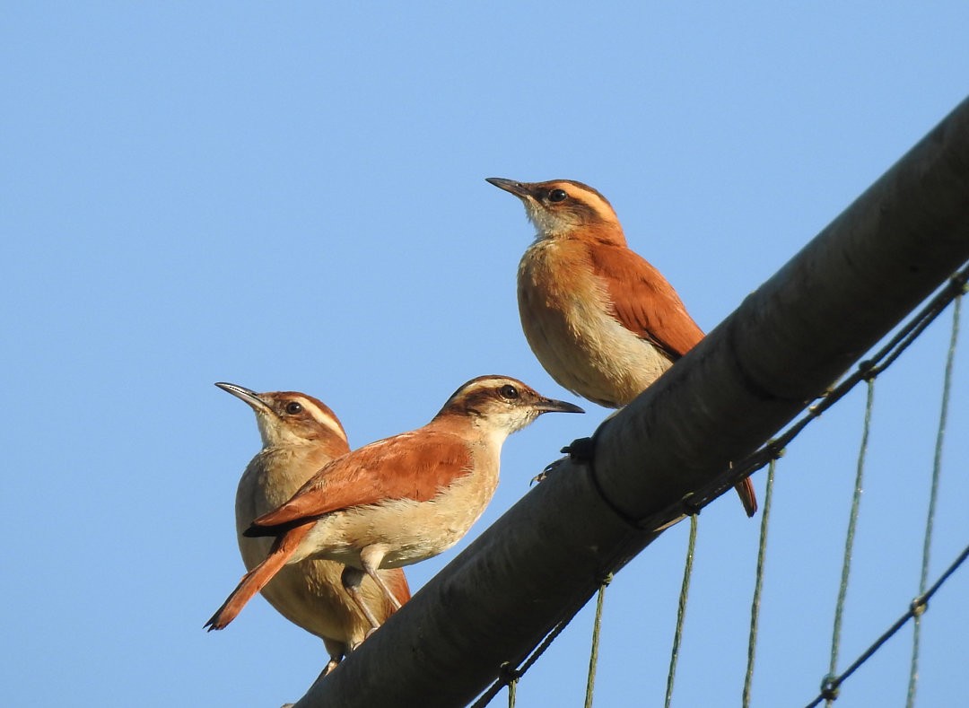 Wing-banded Hornero - ML620902109