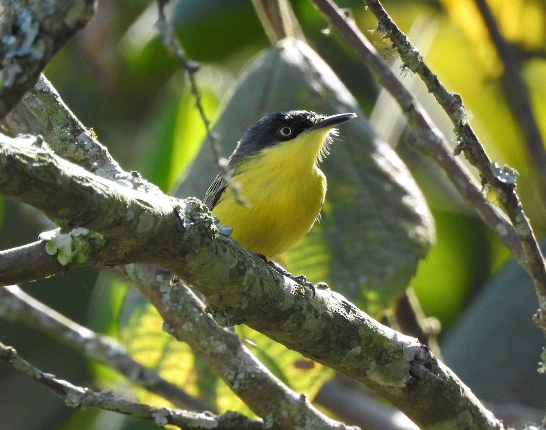 Common Tody-Flycatcher - ML620902110