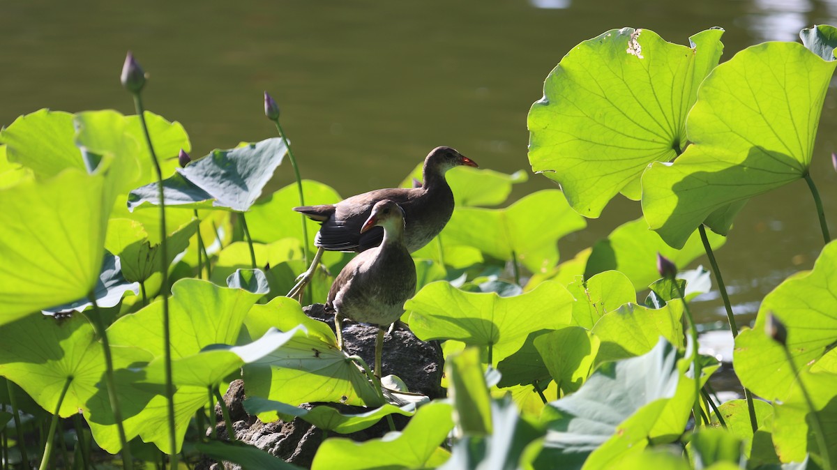 White-breasted Waterhen - ML620902112