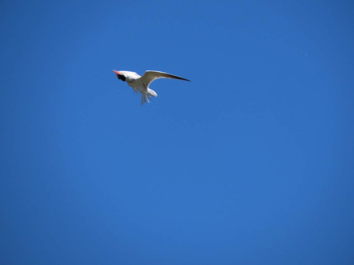 Caspian Tern - Martha Pallin