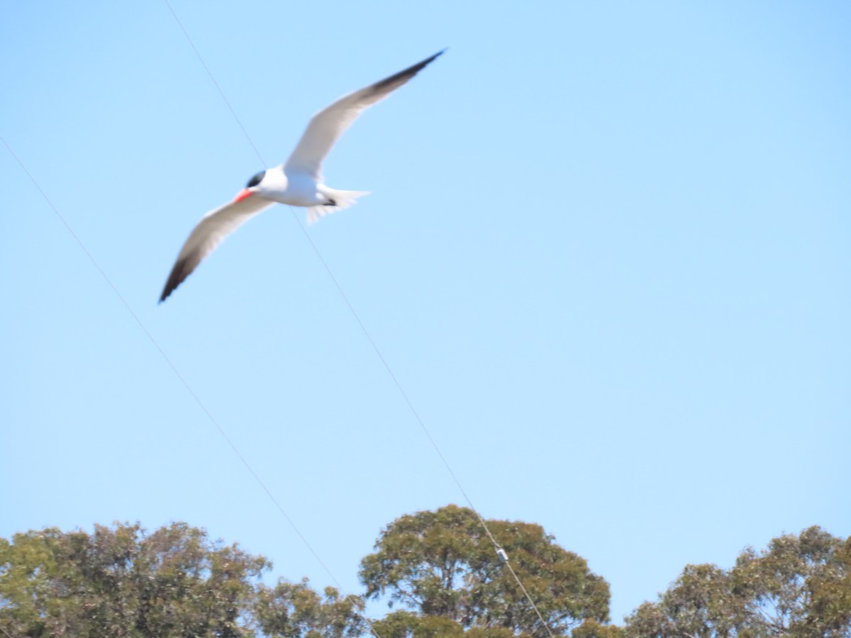 Caspian Tern - ML620902120