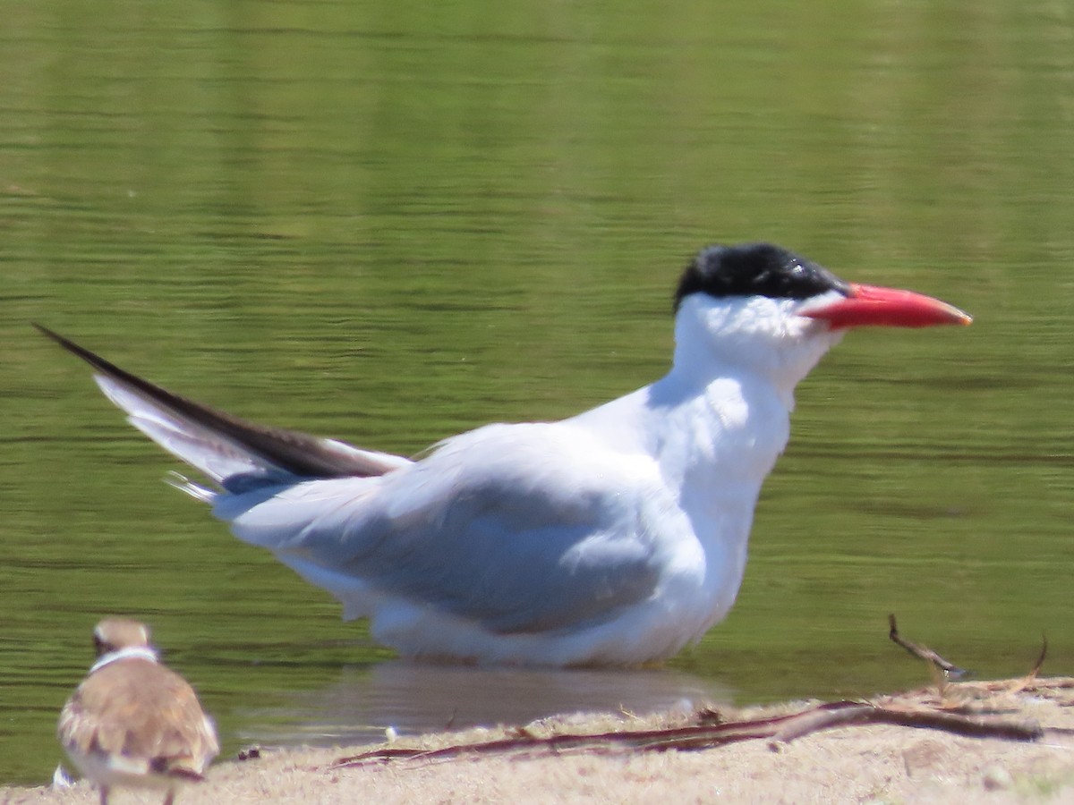 Caspian Tern - ML620902122