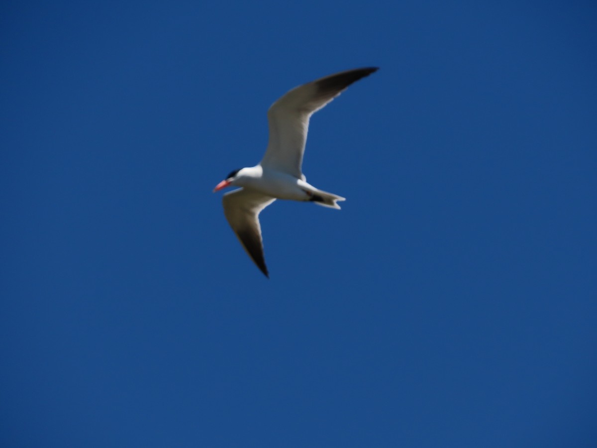 Caspian Tern - ML620902123