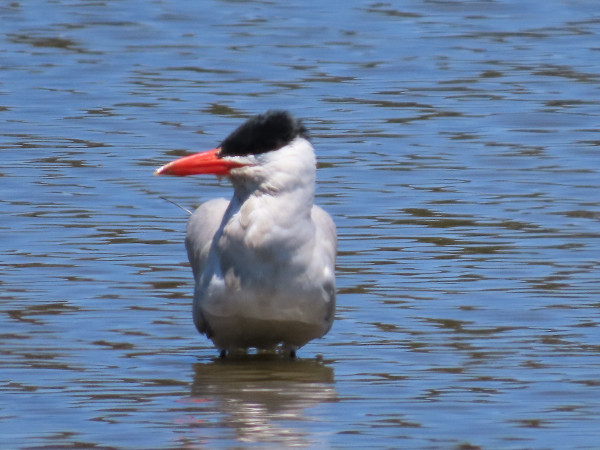 Caspian Tern - ML620902124