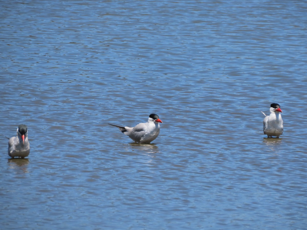 Caspian Tern - ML620902126