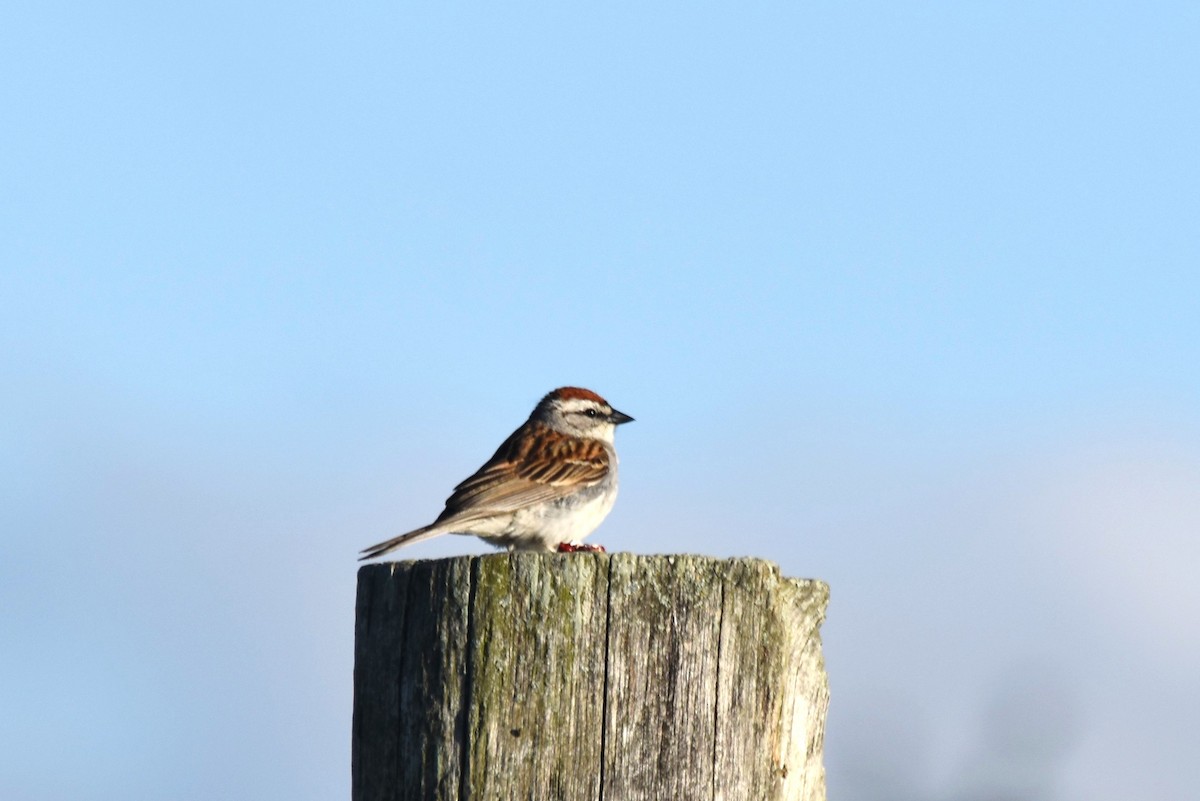 Chipping Sparrow - ML620902146